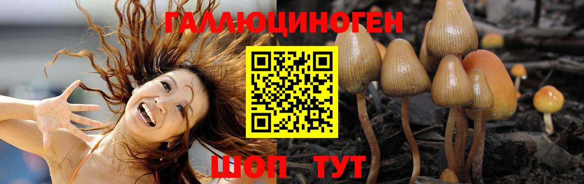 Галлюциногенные грибы Psilocybine cubensis Сергиев Посад